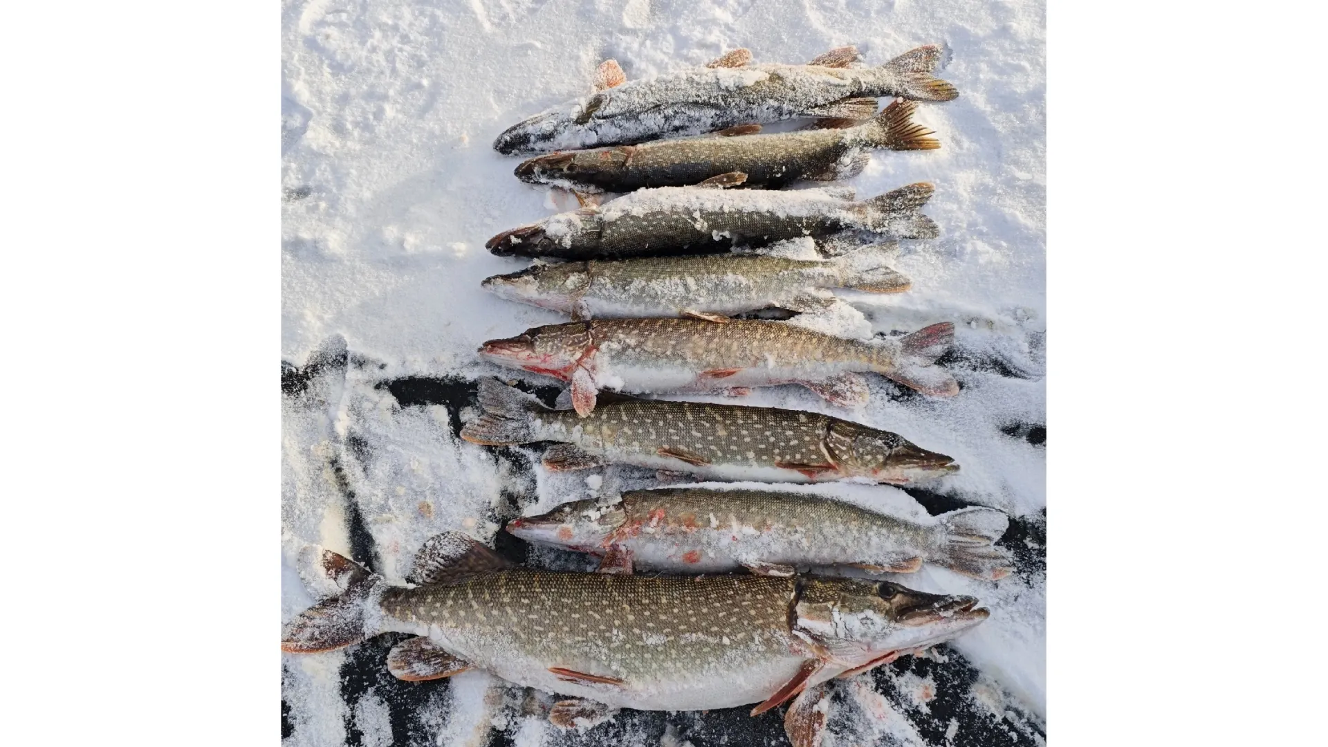 Фото: Владимир Петров / vk.com/club228147285