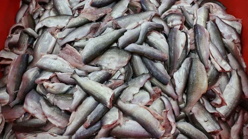 Фото: Андрей Ткачев / «Ямал-Медиа»