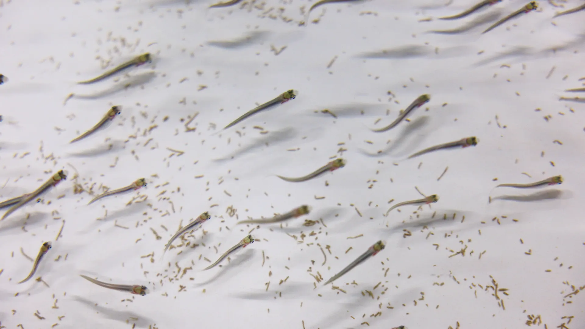 Фото: Федор Воронов / «Ямал-Медиа»