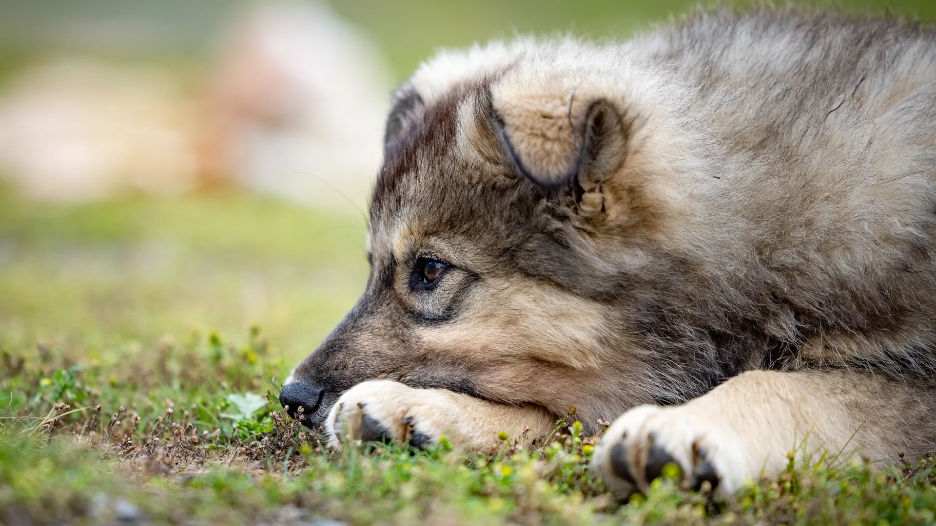Фото: Федор Воронов / «Ямал-Медиа»