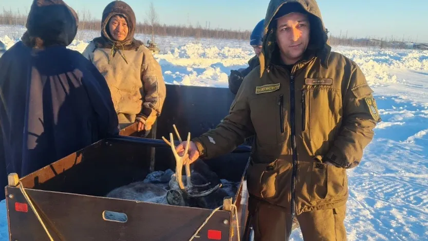 Олененка, бегавшего по улицам Салехарда, доставили хозяину. Фото предоставлено Службой по охране биоресурсов ЯНАО