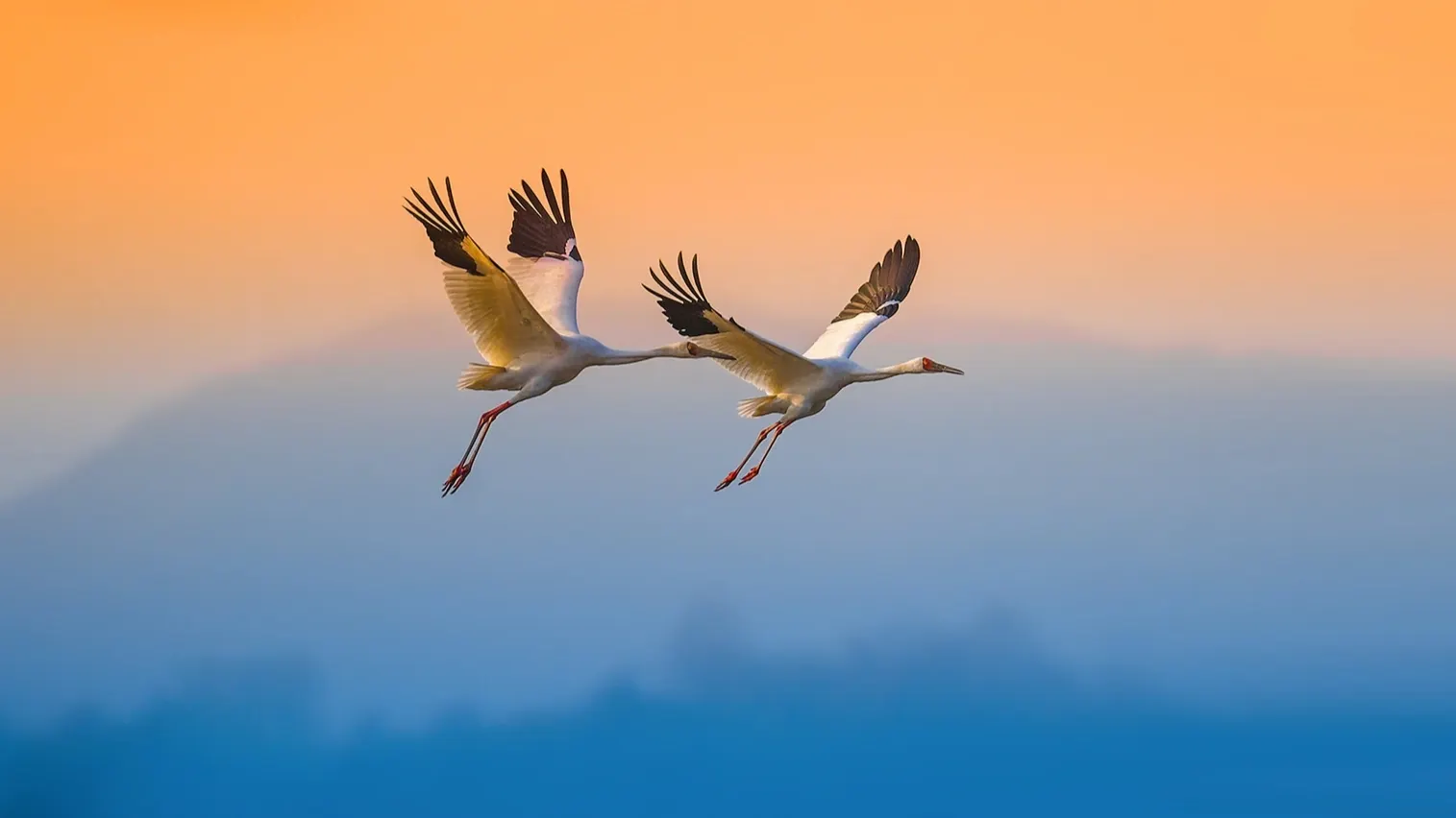 Фото: Wang LiQiang / Shutterstock / Fotodom