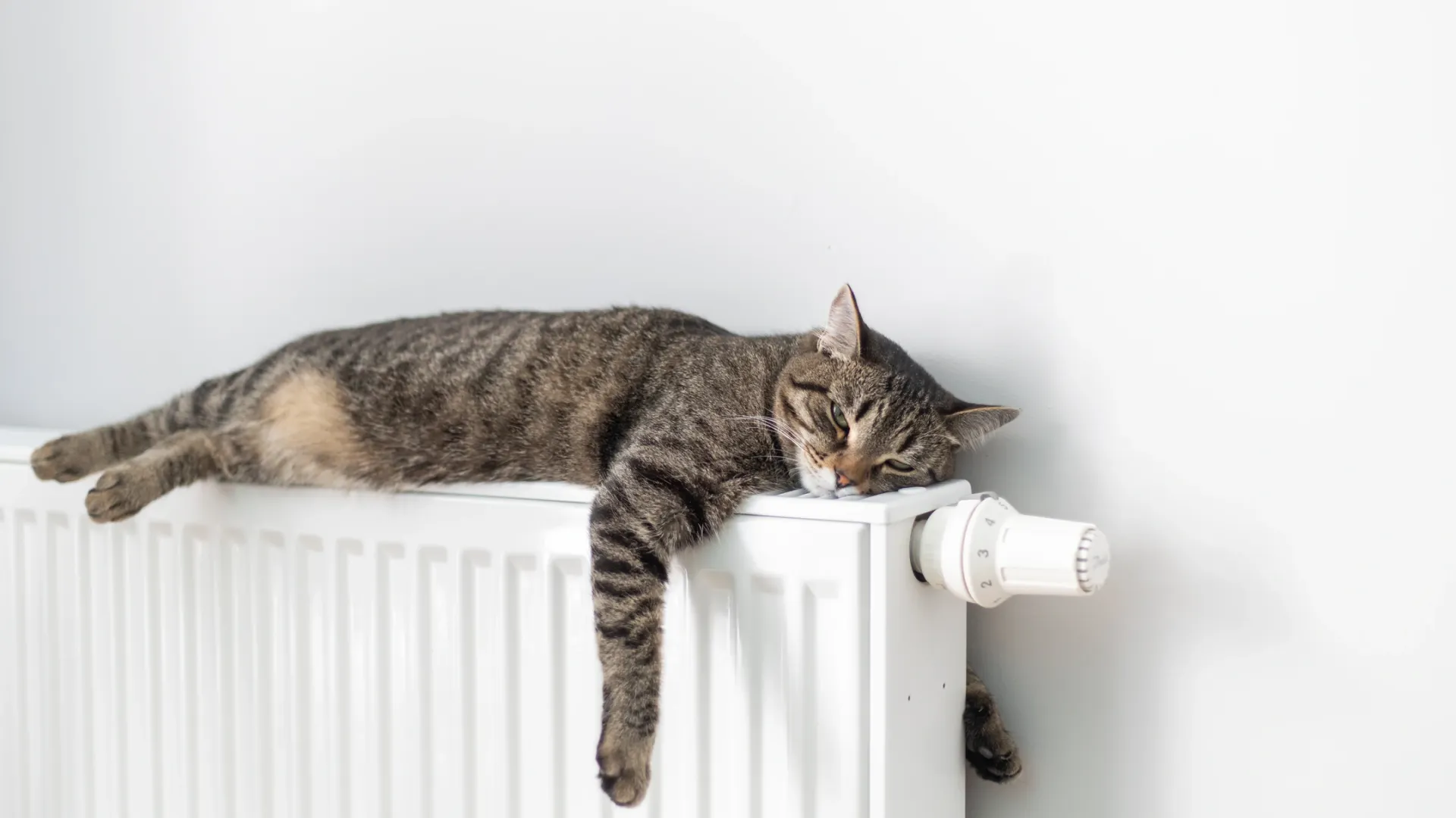 Фото: Sergey Malkov / Shutterstock / Fotodom