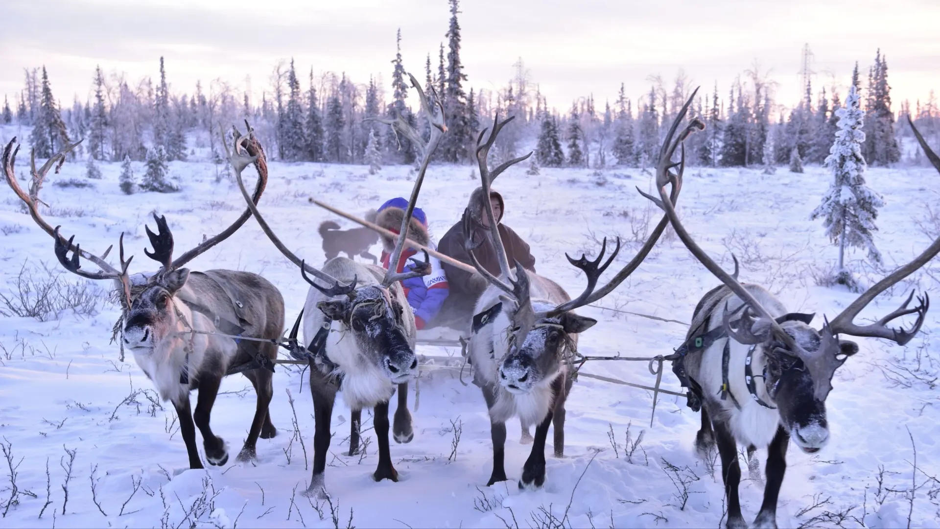 Фото: Андрей Ткачев / «Ямал-Медиа»
