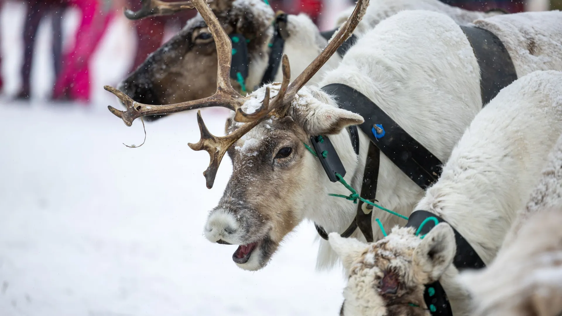 Фото: Юлия Чудинова / «Ямал-Медиа»