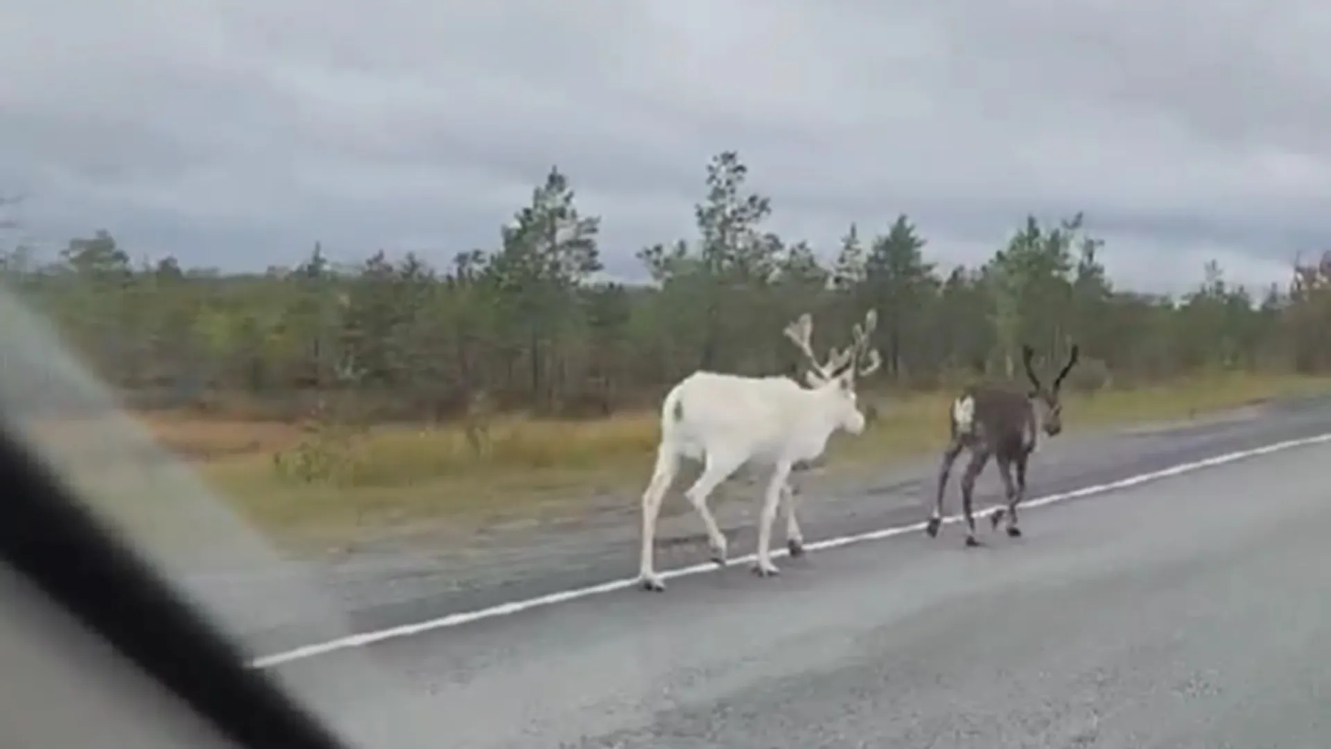 Фото: скриншот из видео Константина Ионова / vk.com/zloynadym