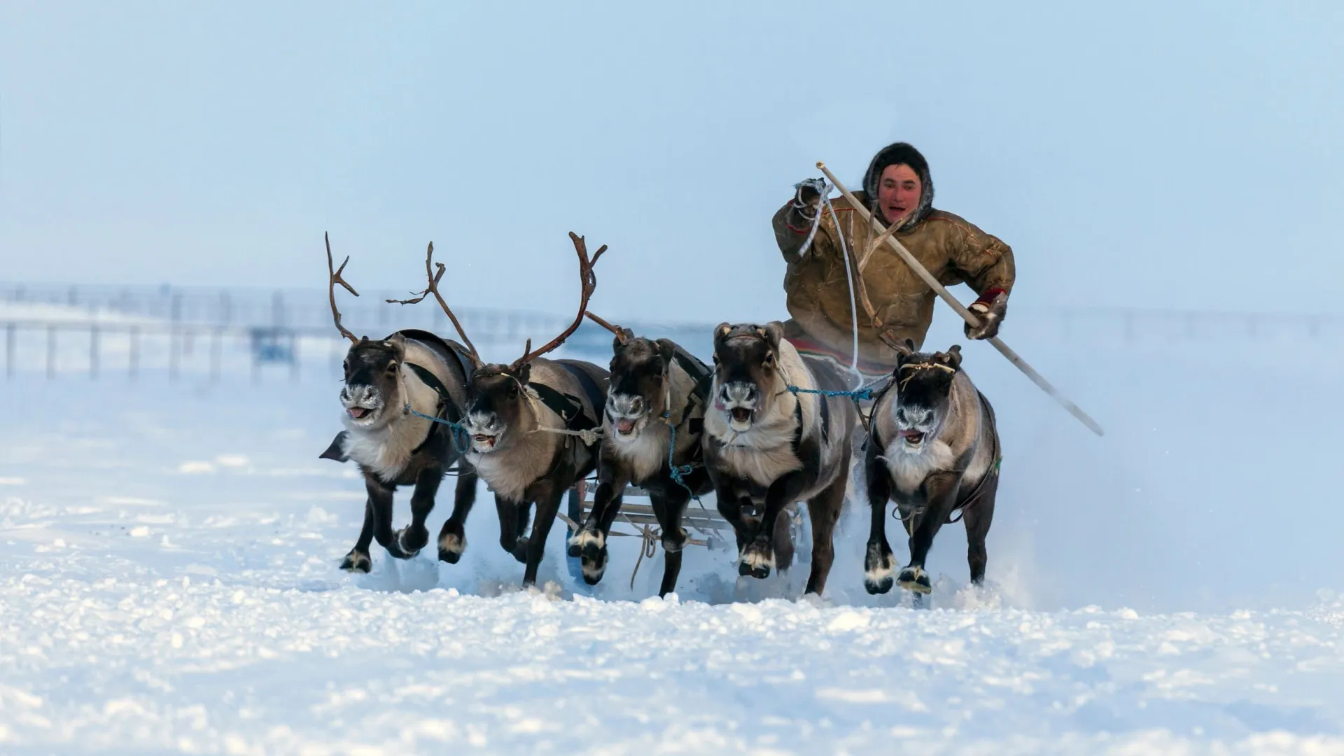 Оленьи упряжки остаются лучшим транспортом в тундре. Фото:  evgenii mitroshin / Shutterstock / Fotodom