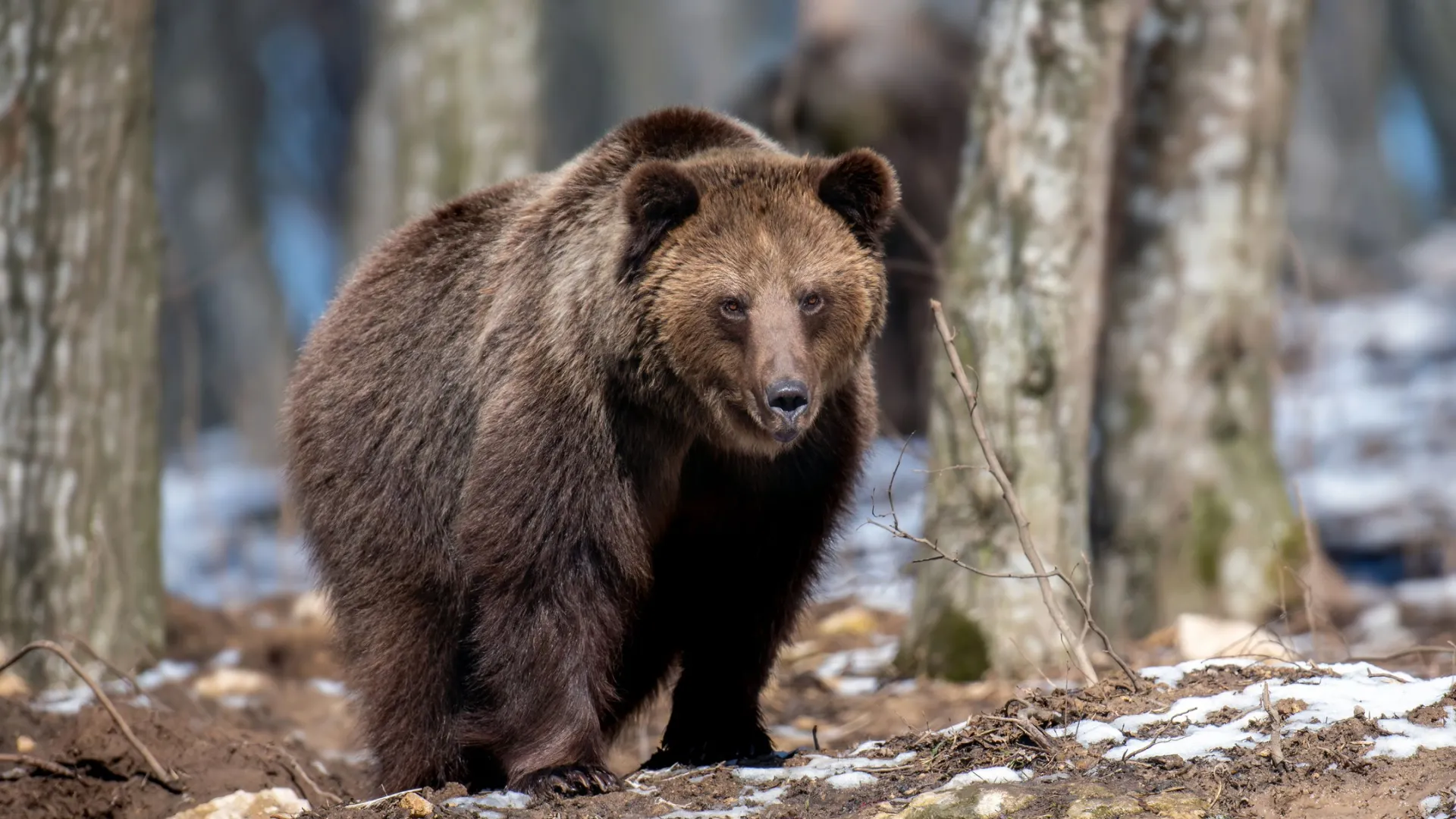 Фото: Volodymyr Burdiak / Shutterstock / Fotodom