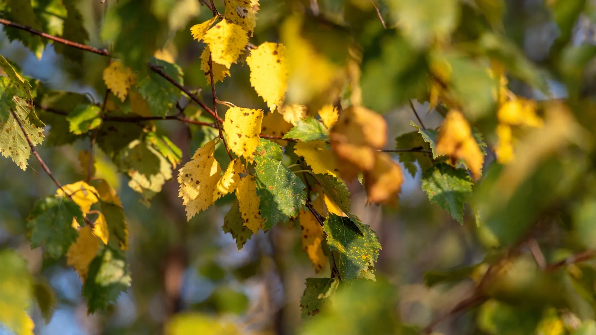 Фото: Федор Воронов / «Ямал-Медиа»