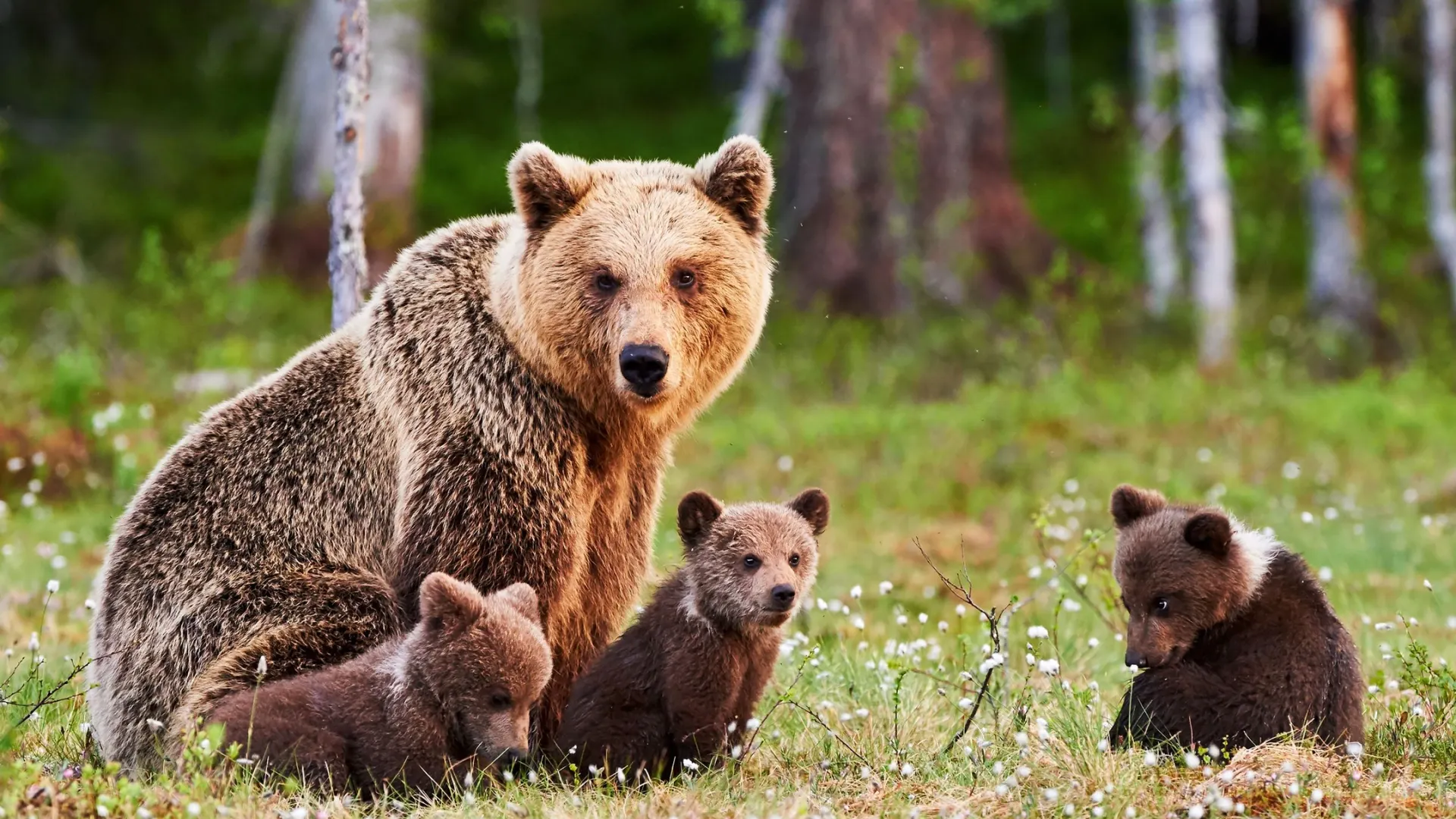 Фото: ArCaLu/Shutterstock/Fotodom