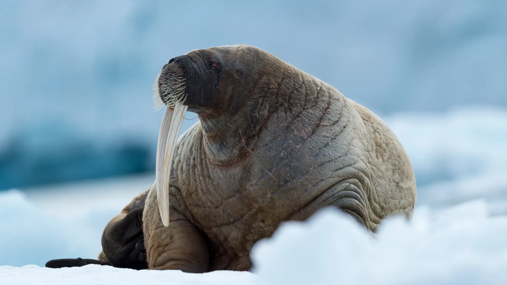 Фото: Mats Brynolf /Shutterstock/Fotodom