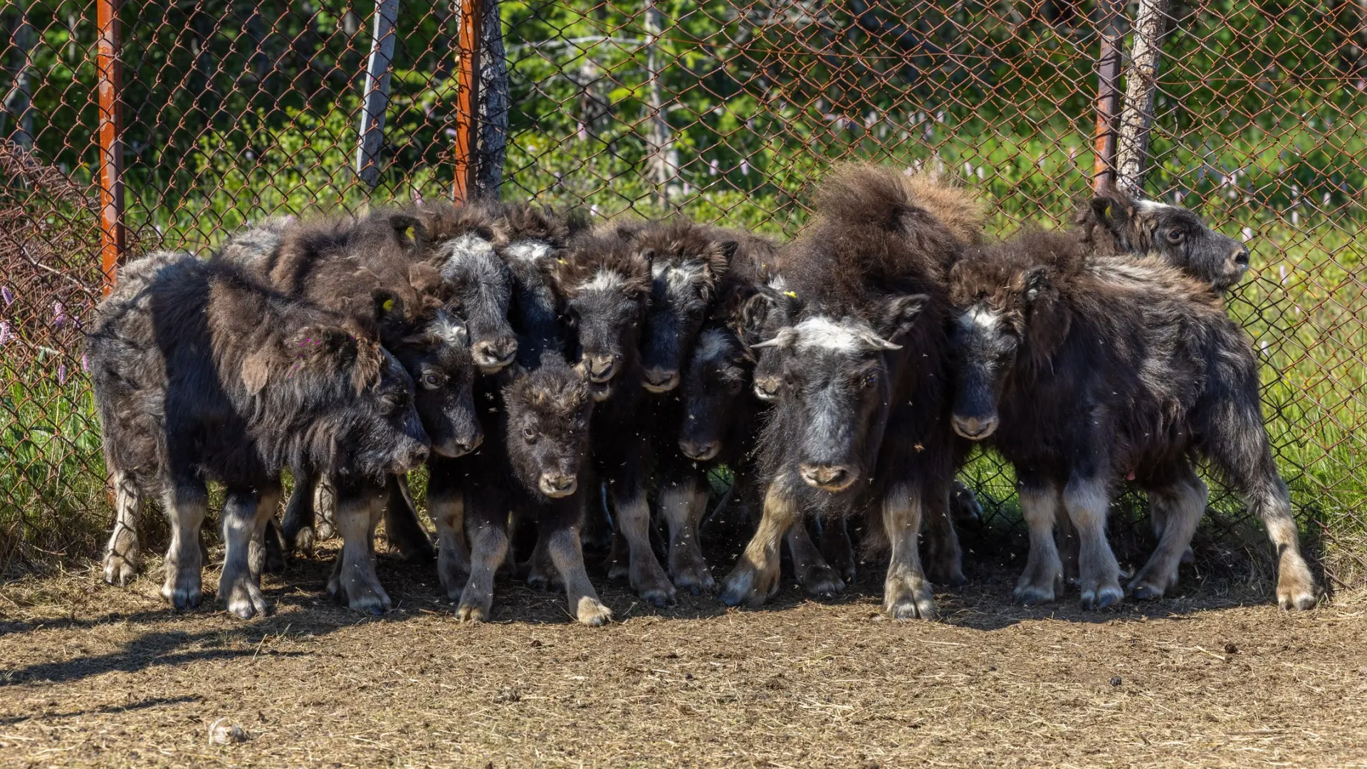 Фото: Юлия Чудинова / «Ямал-Медиа»