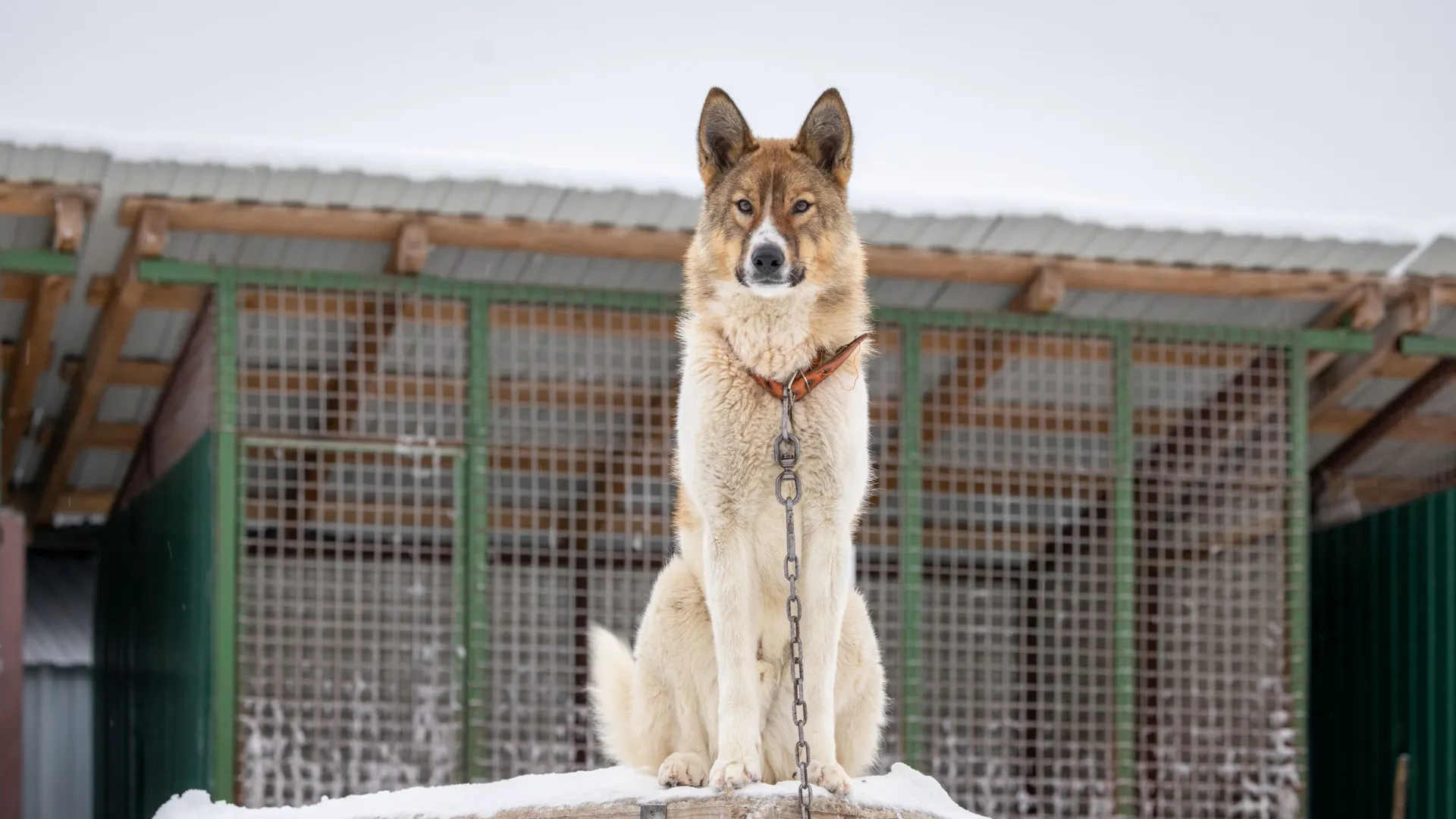 Фото: Федор Воронов / «Ямал-Медиа»