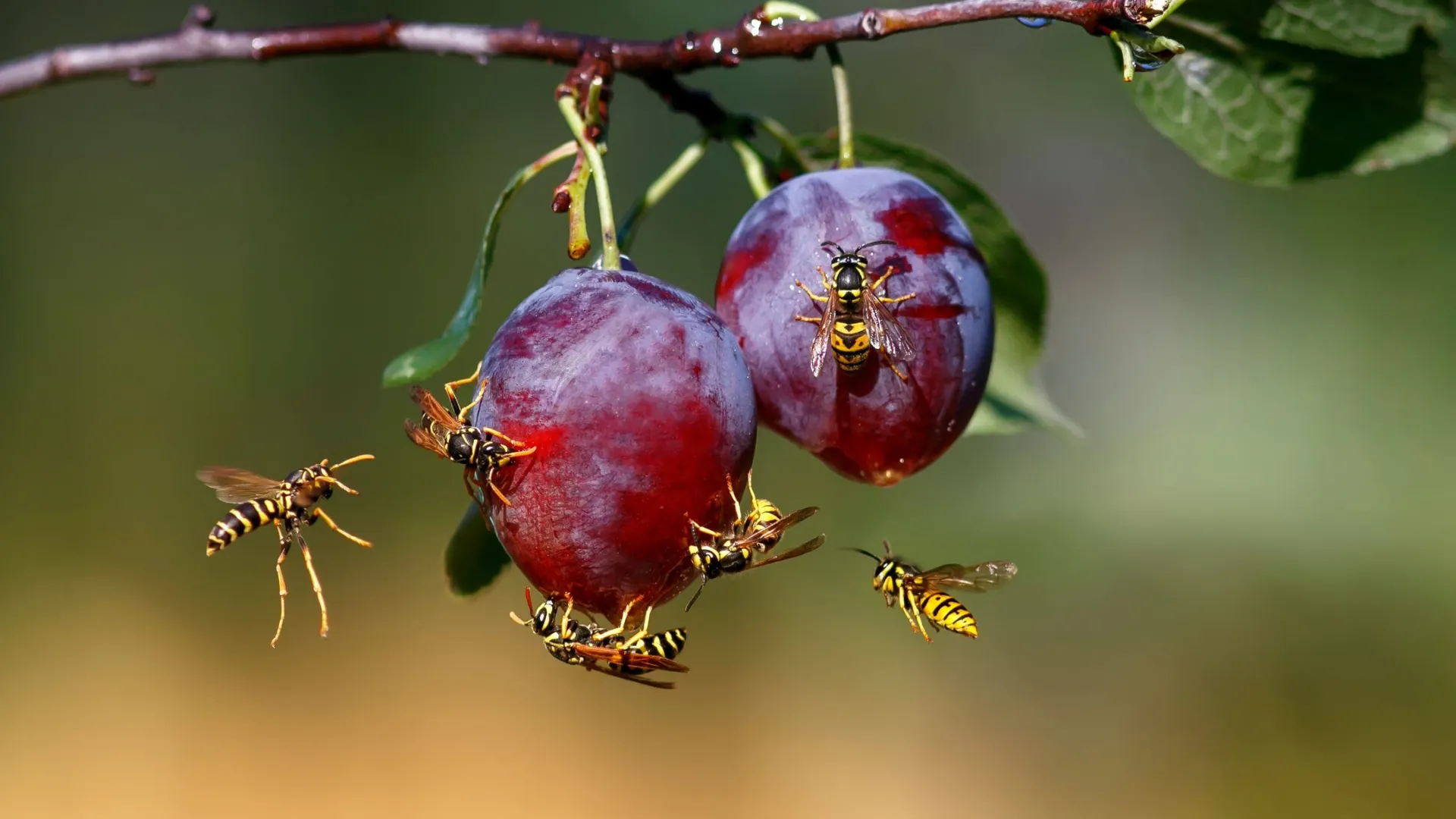 Фото: Bachkova Natalia / Shutterstock / Fotodom