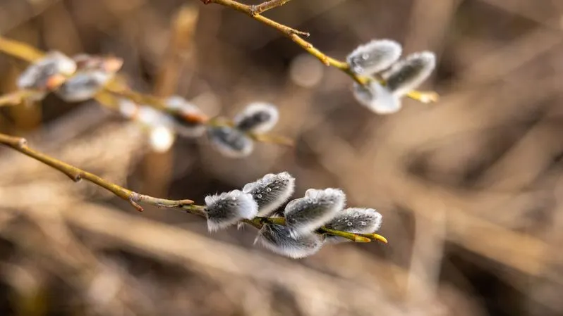 Фото: Федор Воронов / «Ямал-Медиа»