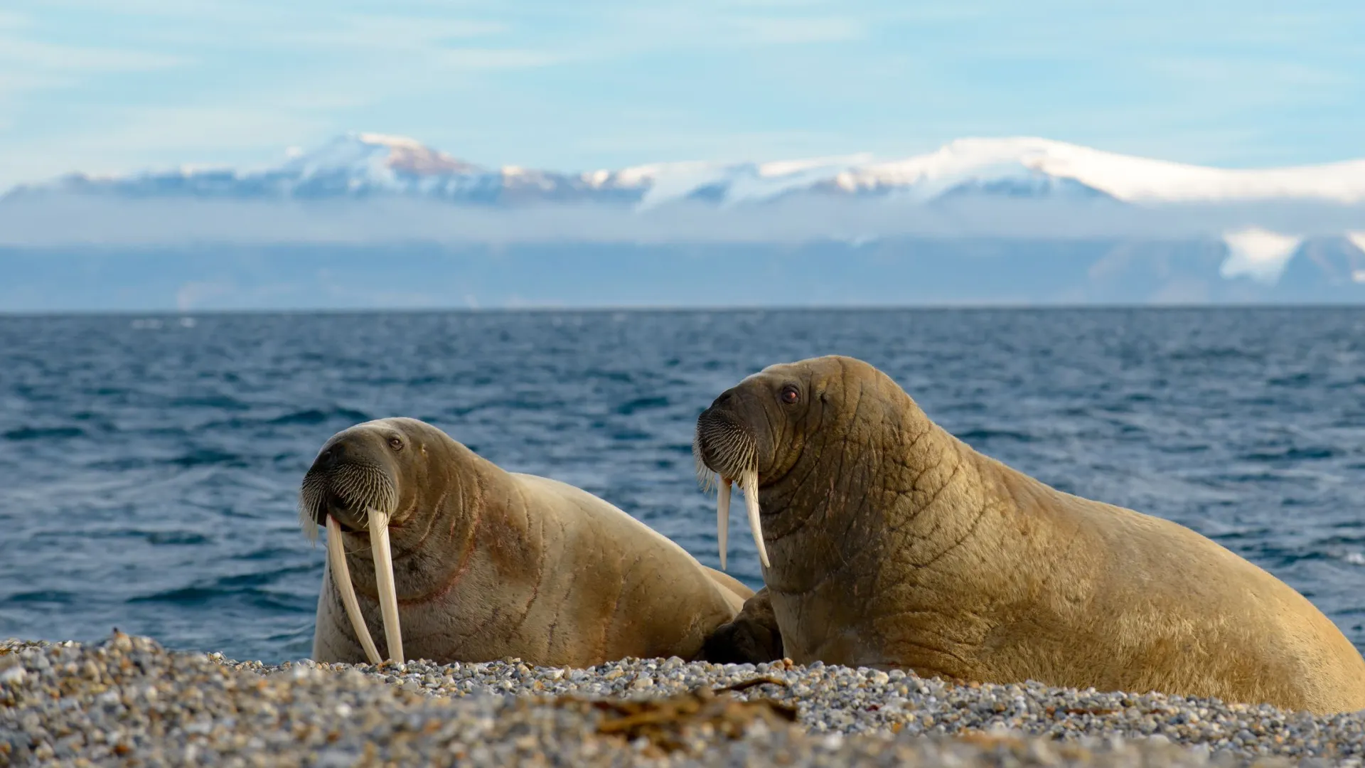 Фото:  Andries Combrinck / Shutterstock / Fotodom