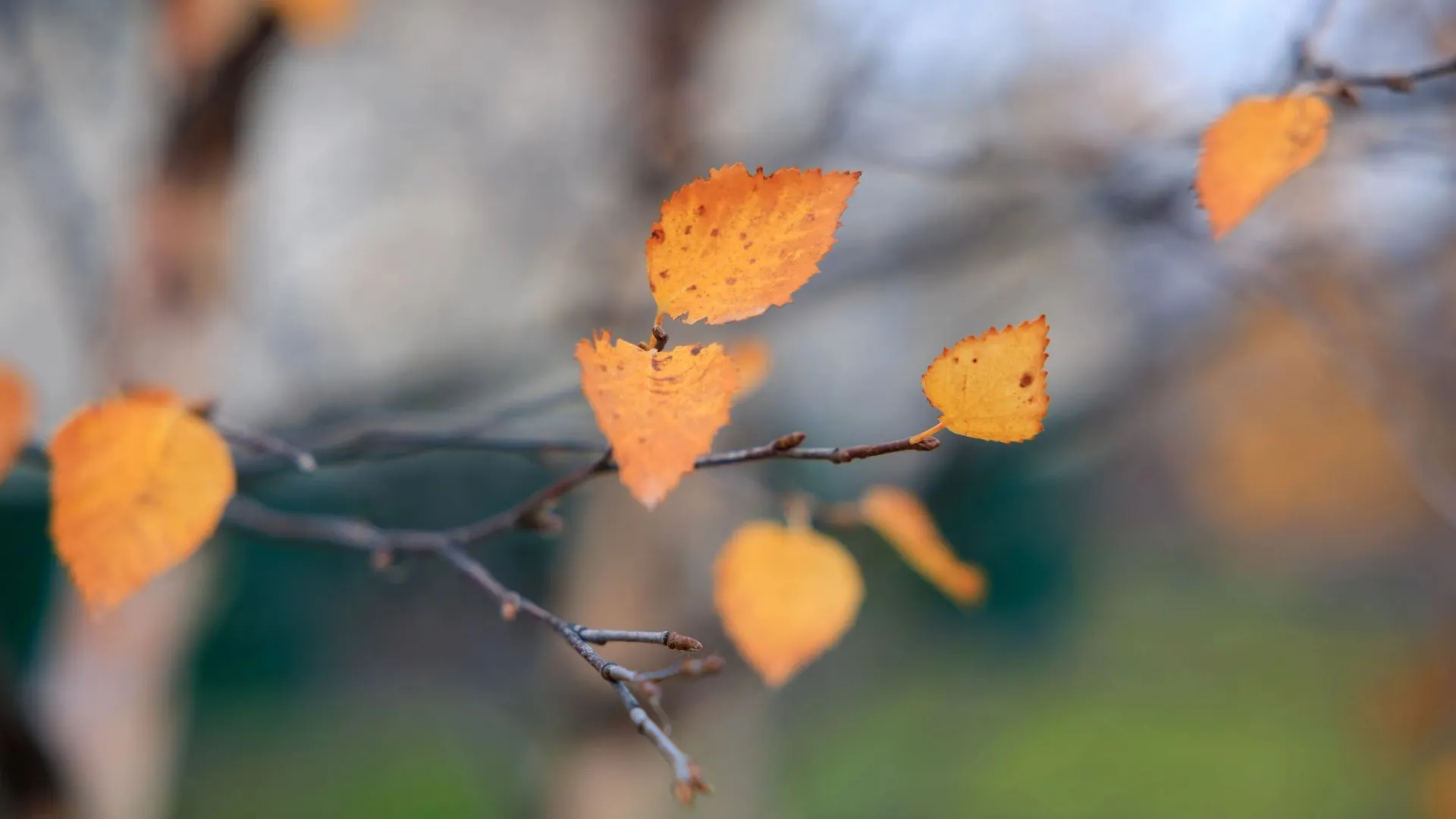 Фото: Юлия Чудинова / «Ямал-Медиа»