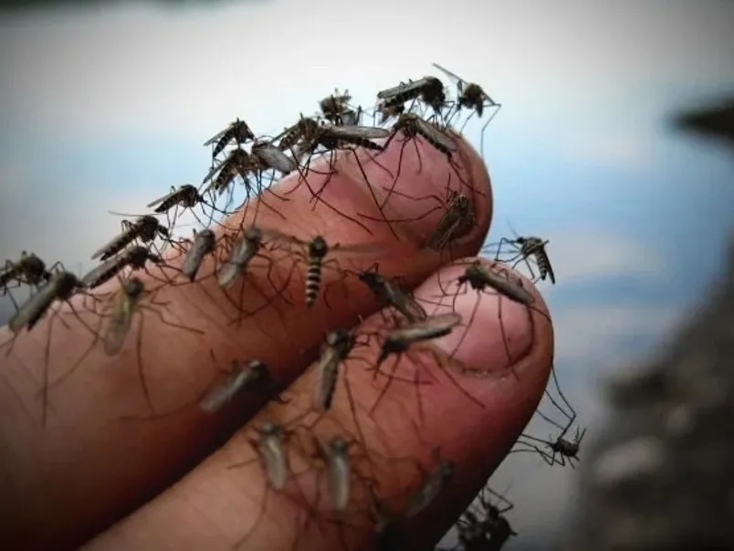 Как сделать ловушку для летающих насекомых своими руками